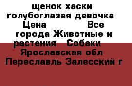 щенок хаски  голубоглазая девочка › Цена ­ 12 000 - Все города Животные и растения » Собаки   . Ярославская обл.,Переславль-Залесский г.